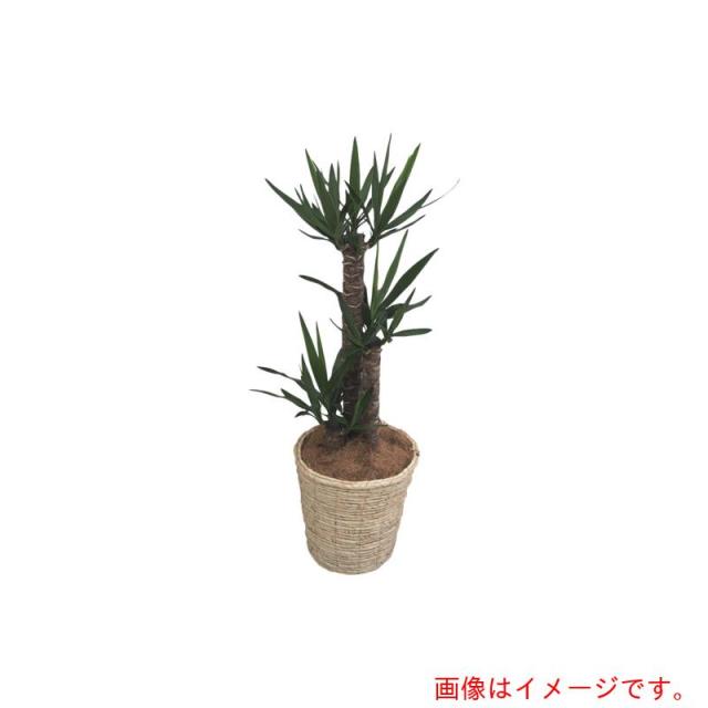 アズワン　ＡＳ　観葉植物　青年の木　【品番：4-5290-02】