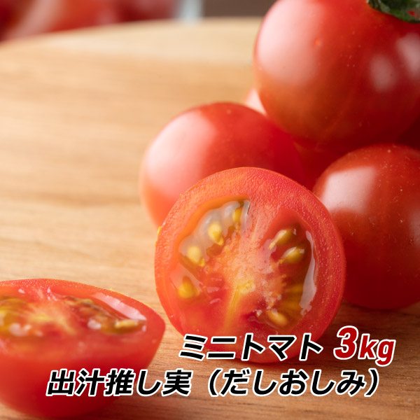 愛知県産 ミニトマト 出汁推し実 3kg 渥美半島とまとランド みにとまと だしおしみ 濃厚ミニトマト 田原市 地域ブランド お取り寄せ 産地直送 送料無料