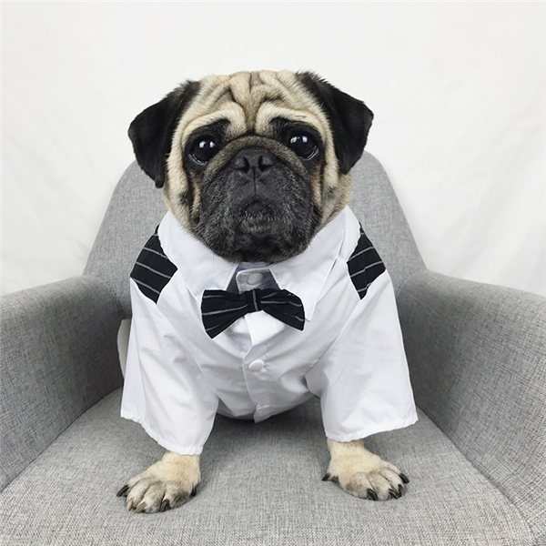 犬服 犬の服 ドッグウェア ウェディングスーツ スーツ パーティースーツ 結婚式 ペットウェア ペットグッズ ベスト ジャケットの通販はau Pay マーケット 協和屋