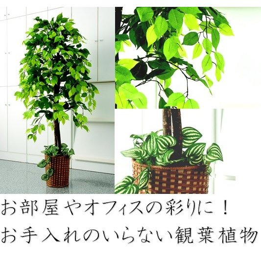 人工観葉植物 ベンジャミン 大型 フェイクグリーン 高さ150cm おしゃれ 風水 引っ越し祝い プレゼント インテリア 造花 リアル お手入れの通販はau Pay マーケット ダントツonline