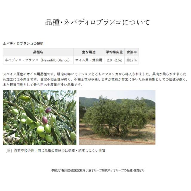 送料無料】小豆島産 オリーブ苗木 ☆品種：マンザニロ☆ Sサイズ 半年