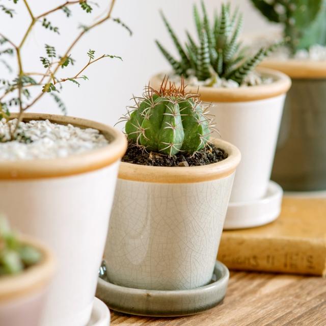 鉢 プランター おしゃれ ポット 陶器鉢 植木鉢 グロッシーポット Sサイズ 受け皿付き グリーンインテリア ナチュラル 丸 ７色 雑貨の通販はau Pay マーケット 生活雑貨willdo