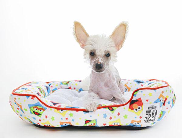 ペットベッド ペットハウス ベッド ハウス カドラー 犬 猫 秋冬用 セサミストリート スクエアベッド S ラブリーペット 全2色 秋 冬 セサの通販はau Pay マーケット Pet館 ペット館