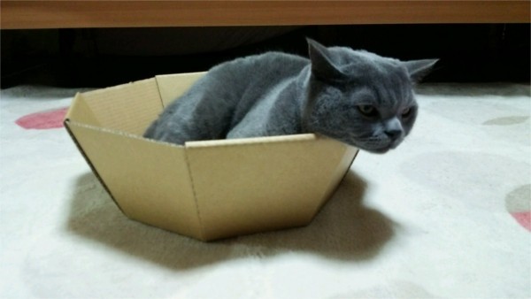 爪とぎ 猫 つめとぎ 8角形 国産 猫の爪とぎ 爪みがき 爪やすり 爪研ぎ キャット 段ボール 爪やすり 爪研ぎ 猫 爪とぎ 8角形型 日本製 ねの通販はau PAY マーケット - Pet館~ペット館~ 爪とぎ 猫 つめとぎ 8角形 国産 猫の爪とぎ 爪みがき 爪やすり 爪研ぎ キャット 段ボール 爪やすり 爪研ぎ 猫 爪とぎ 8角形型 日本製 ねの通販はau PAY マーケット - Pet館~ペット館~