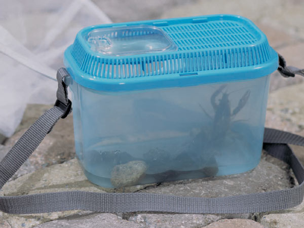 虫かご 飼育ケース 昆虫飼育ケース ちゃっぷんランド アイリス