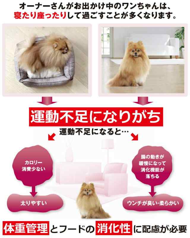 ☆最大100％ﾎﾟｲﾝﾄﾊﾞｯｸ☆ 【2個セット】ロイヤルカナン 犬 ドッグフード