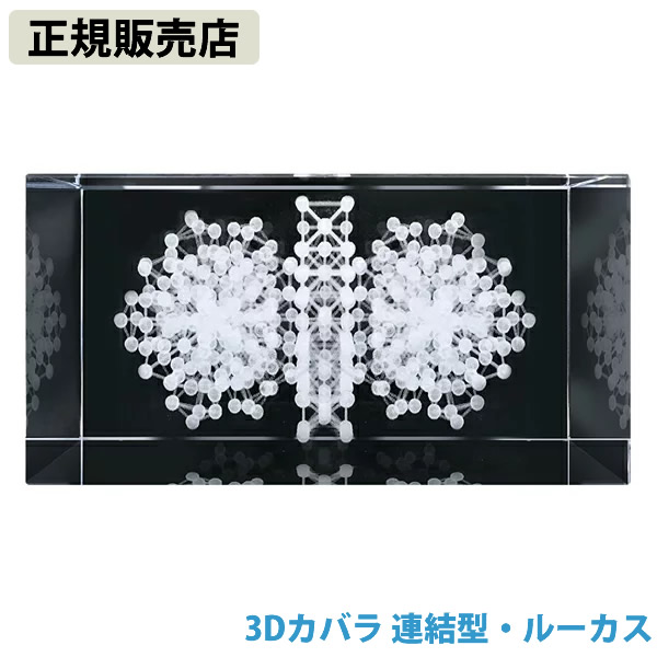 【正規販売店】3Dカバラ連結型・ルーカス (送料無料)