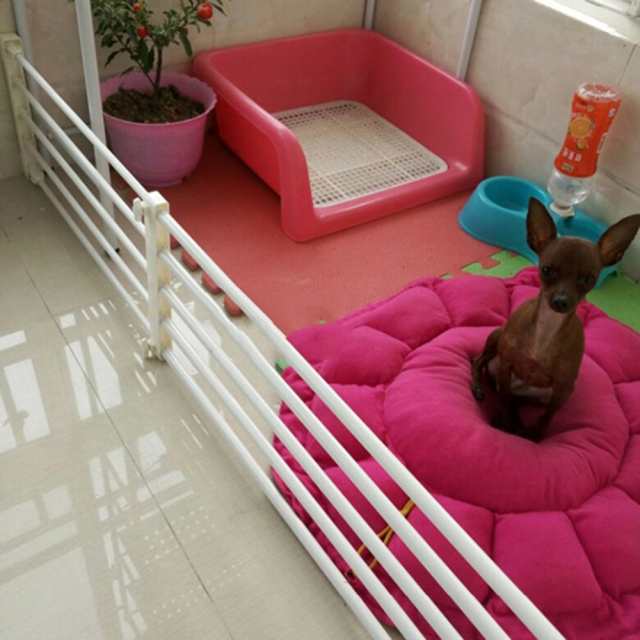 playpen dog bed