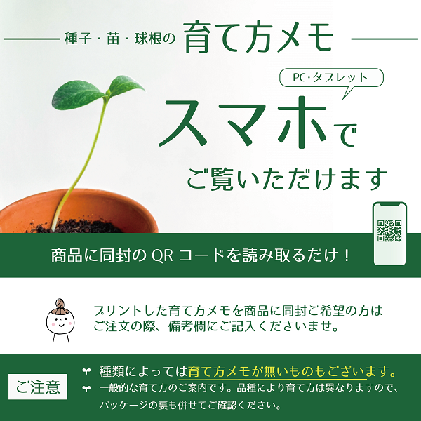 種子】クリムソンクローバー シストル お徳用500g袋！カネコ種苗のタネの通販はau PAY マーケット Gardener's Shop Ivy  au PAY マーケット－通販サイト