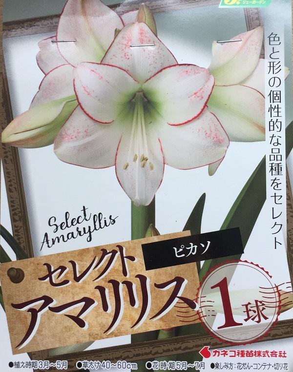 花球根 セレクト アマリリス ピカソ 1球入 カネコ種苗の球根の通販はau Pay マーケット Gardener S Shop Ivy