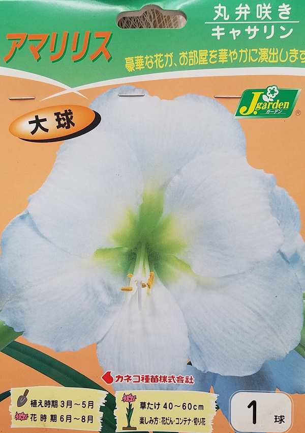 花球根 アマリリス 丸弁咲き キャサリン 1球入 カネコ種苗の球根の通販はau Pay マーケット Gardener S Shop Ivy