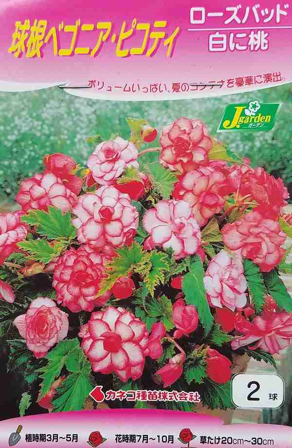 花球根 球根ベゴニア ピコティ ローズバッド 白に桃 ２球入 カネコ種苗の球根の通販はau Pay マーケット Gardener S Shop Ivy