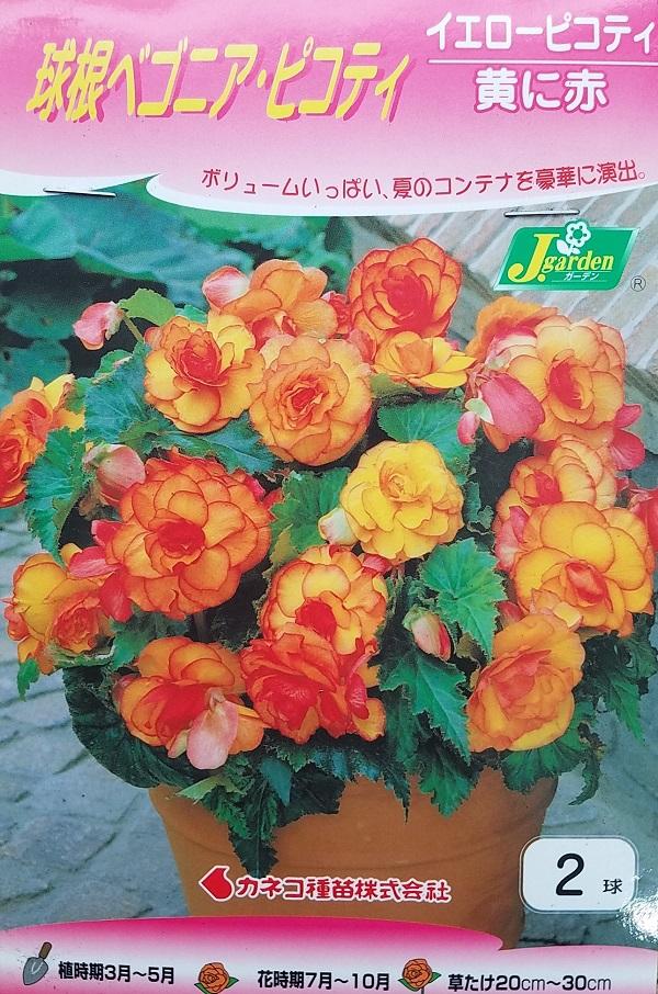 花球根 球根ベゴニア ピコティ イエローピコティ 2球入 カネコ種苗の球根の通販はau Pay マーケット Gardener S Shop Ivy