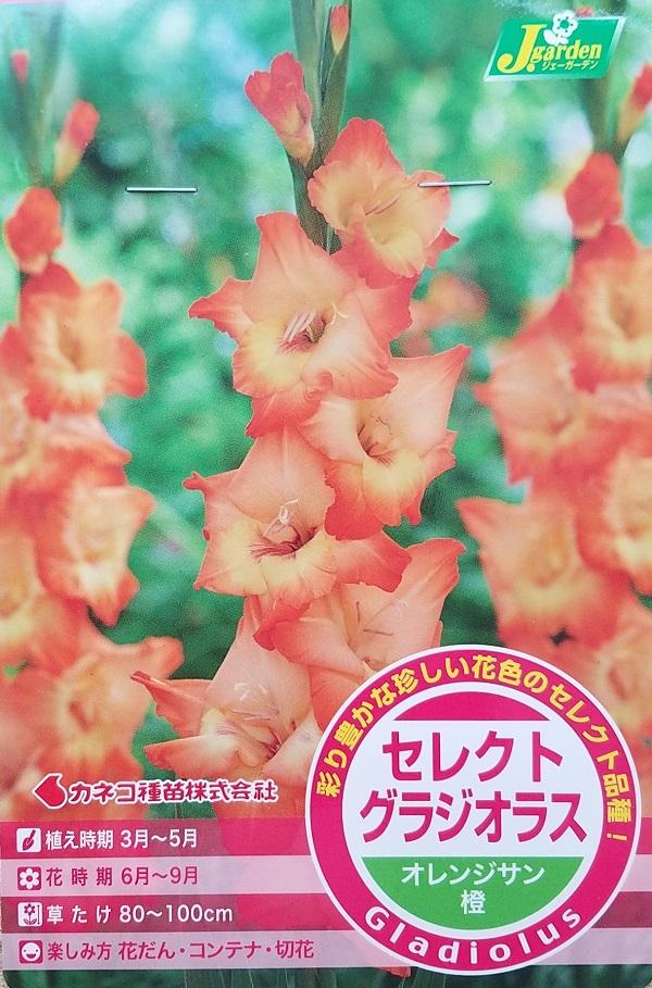 花球根 セレクト グラジオラス オレンジサン 5球入 カネコ種苗の球根の通販はau Pay マーケット Gardener S Shop Ivy