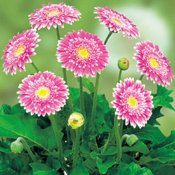 花苗 宿根ガーベラ ガルビネア スイート 大輪系 フェスティバル 10 5cmポリポット 1苗の通販はau Pay マーケット Gardener S Shop Ivy