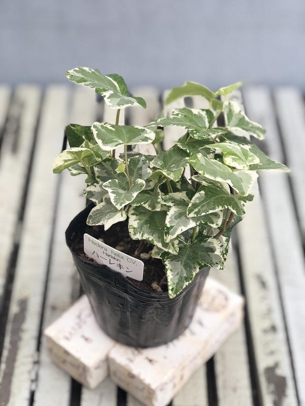 花苗 ヘデラ アイビー ハーレキン 9cmポット 1苗の通販はau Pay マーケット Gardener S Shop Ivy