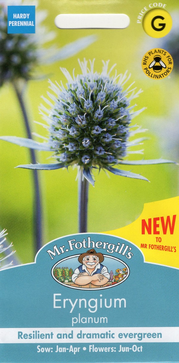 【種子】Mr.Fothergills Seeds Eryngium planum エリンジューム プラナム ミスター・フォザーギルズシードの