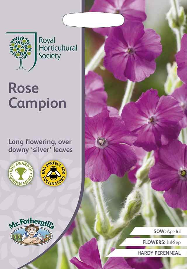 82％以上節約 Seeds <br>Royal Horticultural Society  <br>Catananche CUPID'S DART <br>RHS カタナンケ <br>キューピッド ダーツ <br>ミスター  フォザーギルズシード