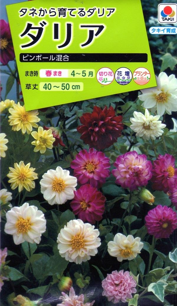 種子 ダリア ピンボール混合 タキイ種苗のタネの通販はau Pay マーケット Gardener S Shop Ivy