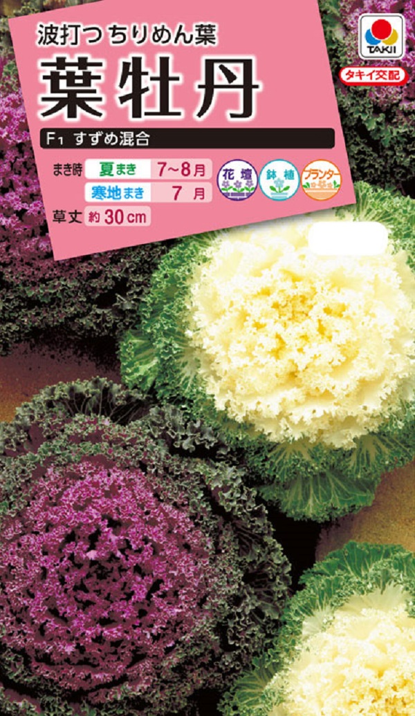 種子 葉牡丹 F1 すずめ混合 タキイ種苗のタネの通販はau Pay マーケット Gardener S Shop Ivy