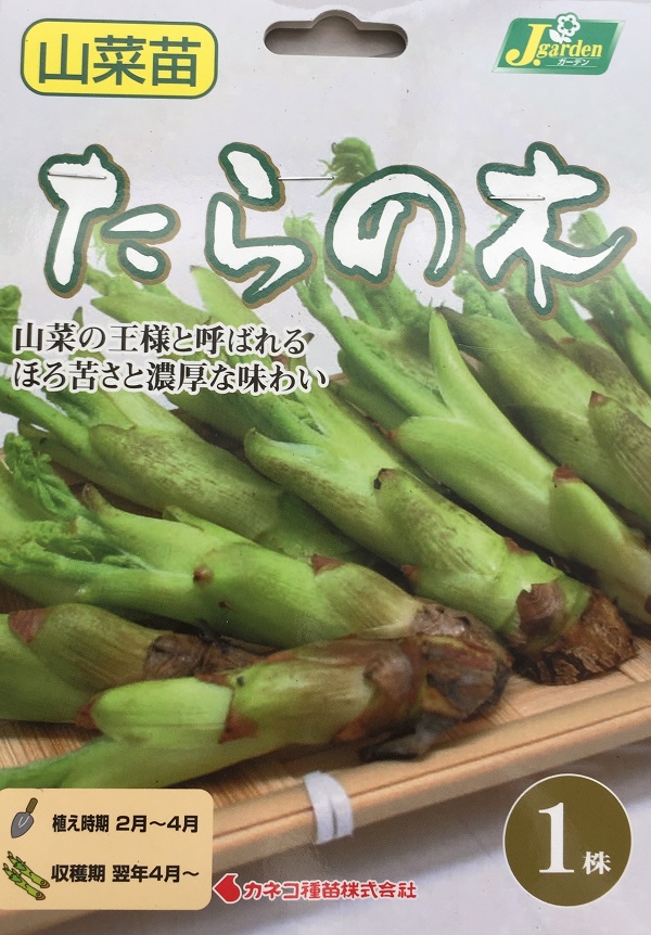 野菜球根 たらの根 1株入 カネコ種苗の球根の通販はau Pay マーケット Gardener S Shop Ivy