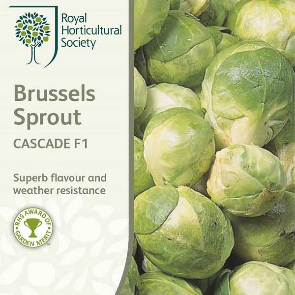 輸入種子 Mr Fothergills Seeds Royal Horticultural Society Brussels Sprout Cascade F1 Rhs ブリュッセル スプラウト カスケード の通販はau Pay マーケット Gardener S Shop Ivy