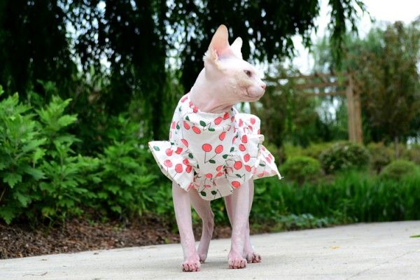 ペットの服 スフィンクス 夏 薄手 可愛い ニャンコ 毛防止 オシヤレ 清新 ワンピース 無毛の猫 ペットウエア ネコウェアの通販はau Pay マーケット ビッグアローズ