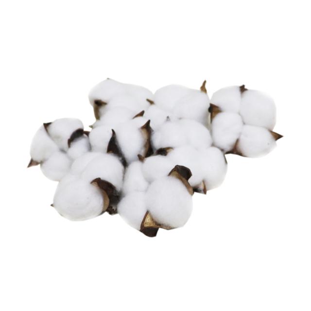 綿花 コットン コットンフラワー 造花 ドライフラワー 8個パック ディスプレイ 飾りつけ 花の直径約5cmの通販はau Pay マーケット ディスプレイ アートジャパン