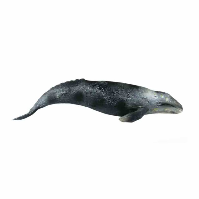 鯨 クジラ くじら 魚模型 魚フィギュア タイプc 約26x7x7cm 長さ26cm ヒレの幅7cm 高さ7cm の通販はau Pay マーケット ディスプレイ アートジャパン