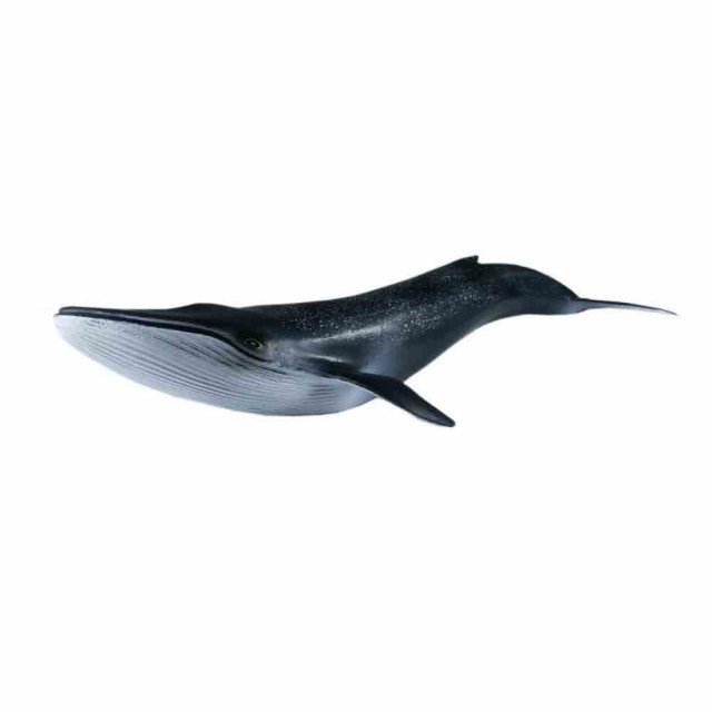 鯨 クジラ くじら 魚模型 魚フィギュア タイプD 約27x9x5cm(長さ27cm