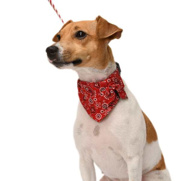 犬用首輪 ペイズリーとボーダー 【単品】 【Lサイズ】小型犬 小型犬用 バンダナ マリン の通販はau PAY マーケット -  ペットグラフィックプロダクト