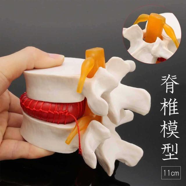 ドイツ製 人体脊椎模型 可動式 約85cm（カイロプラクティック） ドイツ