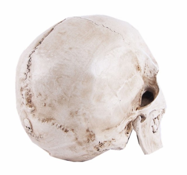 実物大 頭蓋骨 レプリカ あごが動く可動式 骸骨 人体模型 骨格標本 骨格模型 等身大 精密模型 精密モデル 医学 教材 スカル スケルトン