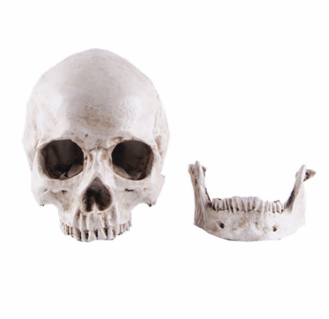 実物大 頭蓋骨 レプリカ あごが動く可動式 骸骨 人体模型 骨格標本 骨格模型 等身大 精密模型 精密モデル 医学 教材 スカル スケルトン
