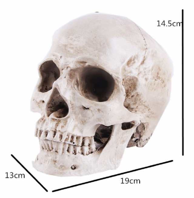 【取寄せ】東ローランド　ゴリラ　オス　骨格標本　レプリカ　頭蓋骨　サル　スカル 置物