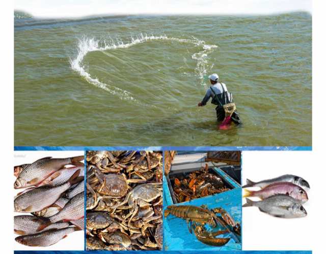 スーパーセール 50％（福袋 漁業 魚 とあみ 投網 漁師 釣り ネット スポーツ フィッシング ルアー用品