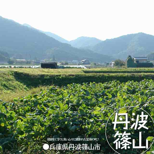 送料無料 令和3年産 丹波 黒豆 黒大豆 生 豆 丹波篠山産 兵庫県 人気 大粒 500gの通販はau PAY マーケット - 天竺屋徳兵衛本舗