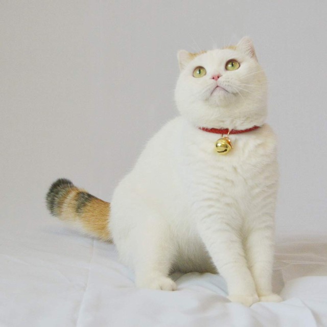 猫 首輪 鈴付き 猫の首輪 子犬 ペット用品 安全 セーフティー 単色 可愛い 軽量 の通販はau Pay マーケット Atelier Yukiko