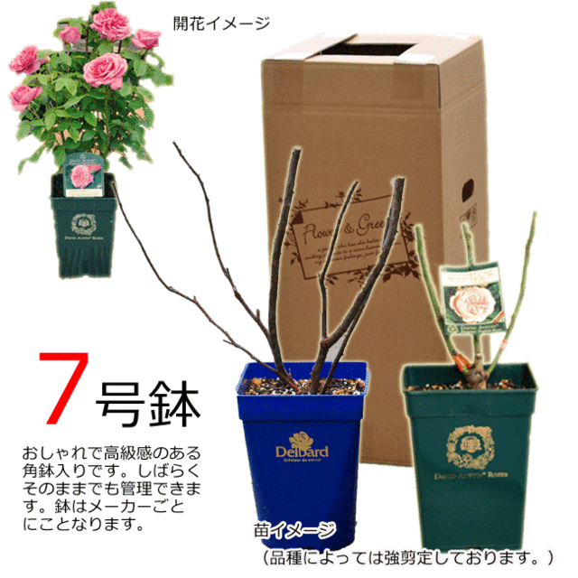 予約苗 バラ苗 京阪ローズ メイアン レオナルド ダ ビンチ 大苗 7号鉢 ピンク系 Cl 薔薇苗 ばら苗 鉢植え 21年予約 バラ以の通販はau Pay マーケット さいじょう緑花