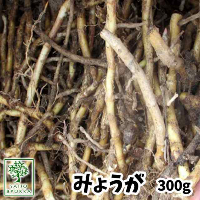 お試し ワウマ限定 送料無料 ミョウガ陣田早生 みょうが 種 苗 約300g 充填時 キロ以上の出荷実績 北海道 沖縄東北発送不可の通販はau Pay マーケット さいじょう緑花