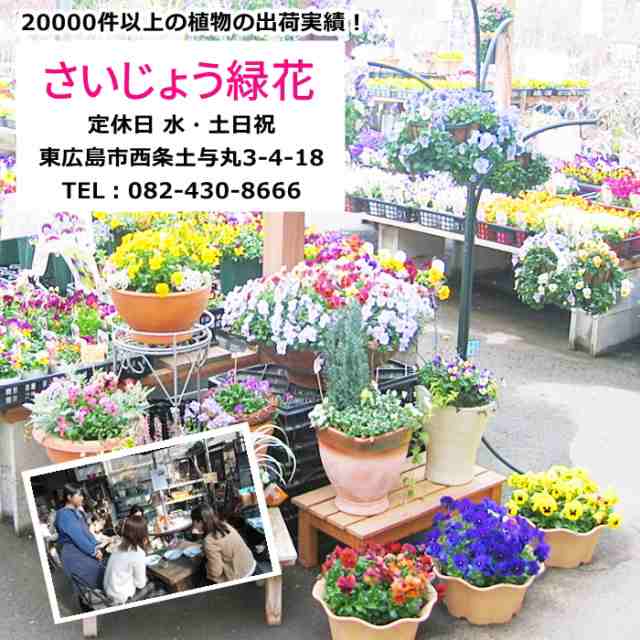 送料無料 花苗 15potセット クオリティー重視 専門店の花苗セット 北海道東北沖縄発送不可 ａｕペイモール特別価格 の通販はau Pay マーケット さいじょう緑花