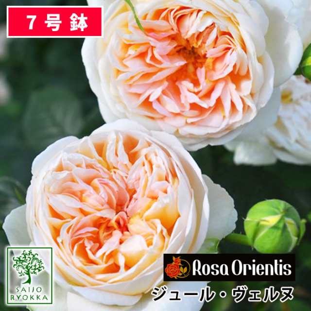 最高和薔薇作品 超大和薔薇苗観葉植物 - mariamakridis.com