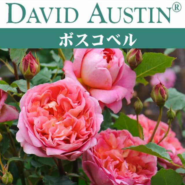 海外正規品 薔薇の苗 おしゃれ人気 Stie Darunnajah Ac Id