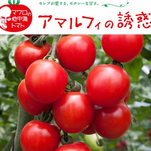 予約苗 野菜苗 トマト アマルフィーの誘惑 苗 1pot 納期指定不可 の通販はau Pay マーケット さいじょう緑花