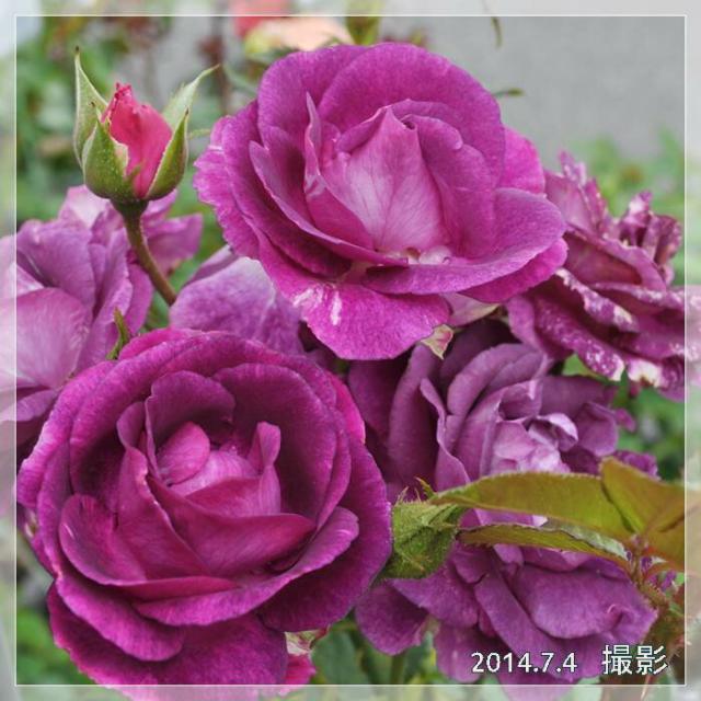予約苗 バラ苗 ドリュ ミステリューズ 大苗 7号鉢 紫系 Sr 薔薇苗 ばら苗 鉢植え 21年予約 バラ以外の商品と同梱不可 の通販はau Pay マーケット さいじょう緑花