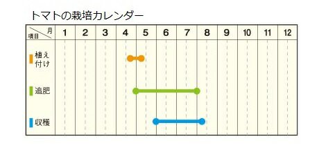 予約苗 野菜苗 ミニトマト アイコ 接木苗 1pot 納期指定不可 接木の通販はau Pay マーケット さいじょう緑花