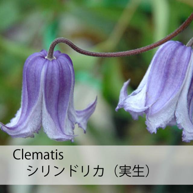 クレマチス 苗 インテグリフォリア シリンドリカ 実生 青 紫系 2年生の通販はau Pay マーケット さいじょう緑花