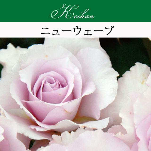 バラ苗 京阪ローズ 京阪 ニューウェーブ 大苗 7号鉢 ピンク系 21 22年予約 バラ以外の商品と同梱不可 ３太郎の日はエントの通販はau Pay マーケット さいじょう緑花