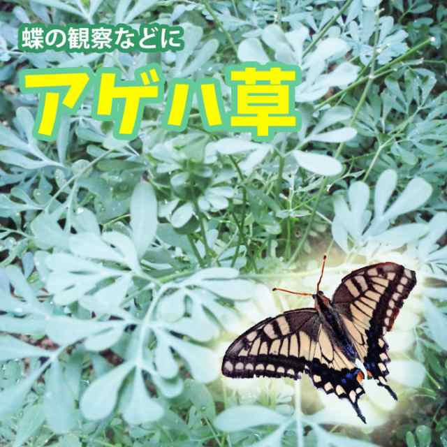 予約商品 アゲハチョウの餌 アゲハソウ アゲハ蝶 飼育1pot 500pot以上の出荷実績 の通販はau Pay マーケット さいじょう緑花