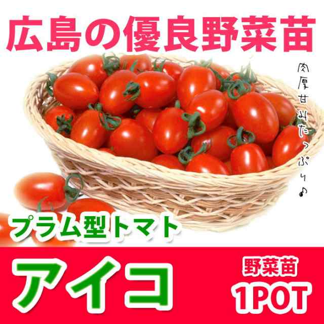 予約苗 野菜苗 ミニトマト アイコ 接木苗 1pot 納期指定不可 接木の通販はau Pay マーケット さいじょう緑花